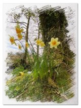 Daffodil sketch - Jane Evans