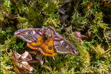 Emeperor moth - Mary Pipkin