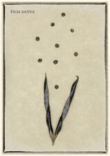 Exploding seed pod - Mary Pipkin