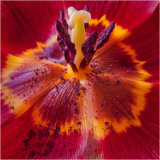 Floral sex - John Hufferdine