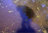 Looking for tadpoles - Sue Hiley