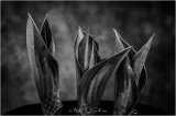 Hosta chicks - Martin Smith