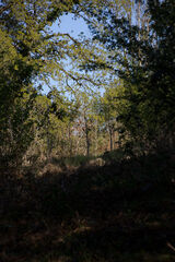 Into Arthurs wood - Sue Hiley