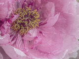 Pink peony - Lynne Ball