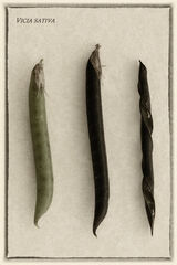 Seed pods - Mary Pipkin