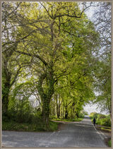 Spring crossroads - Ian Ledgard