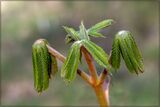 Spring shoots - Mary Pipkin