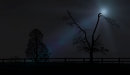 Trees by Moonlight