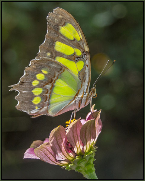 Tropical butterfly