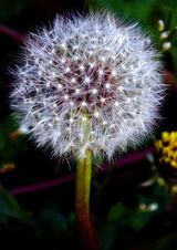 Dandelion clock - Sue Hiley
