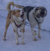 Huskies are go - Lynne Ball