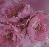 Peonies - Lynne Ball