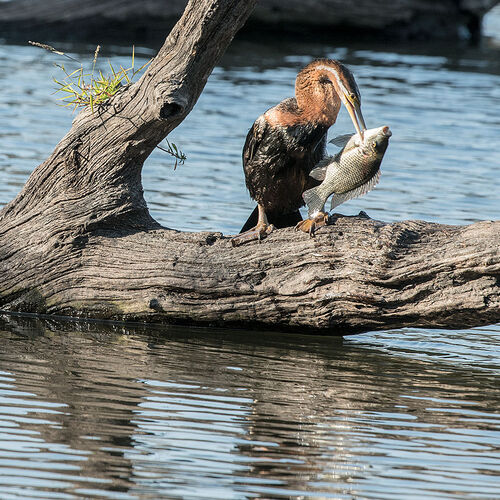 African Darter (Anhinga rufa)