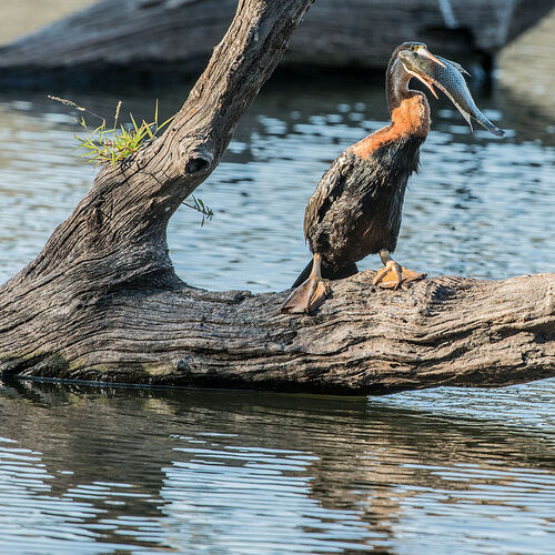 African Darter (Anhinga rufa)