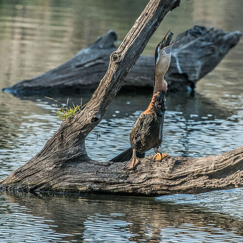 African Darter (Anhinga rufa)