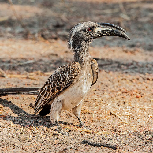African Grey Hornbill (Tockus nasutus)