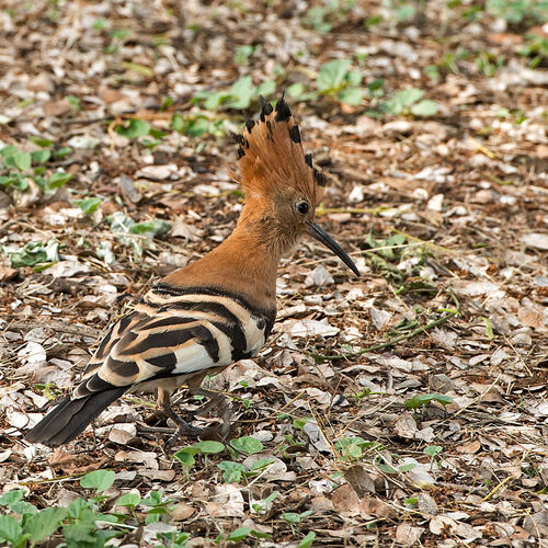 African Hoopoe (Upupa africana)