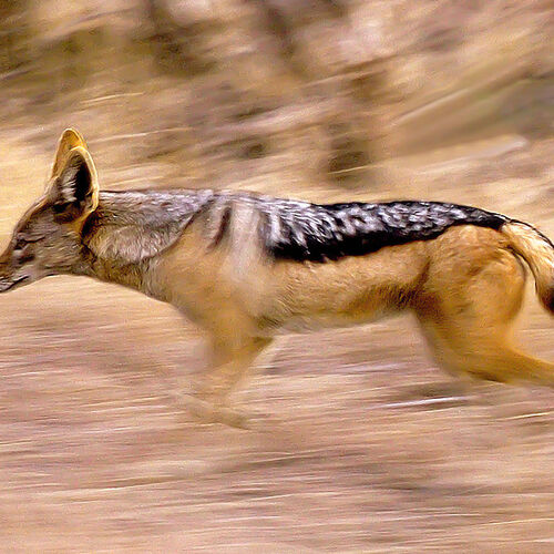 Black-backed Jackal (Canis mesomelas)