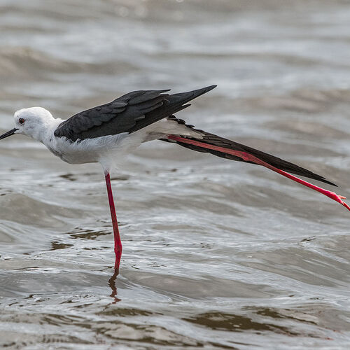 Black-winged Stilt (Himantopus himantopus)
