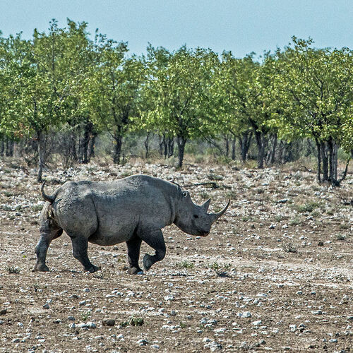 Black Rhinoceros
