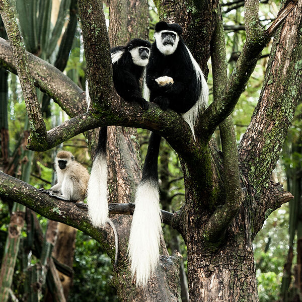 Eastern Black-and-white Colobus Monkey (Colobus guereza)