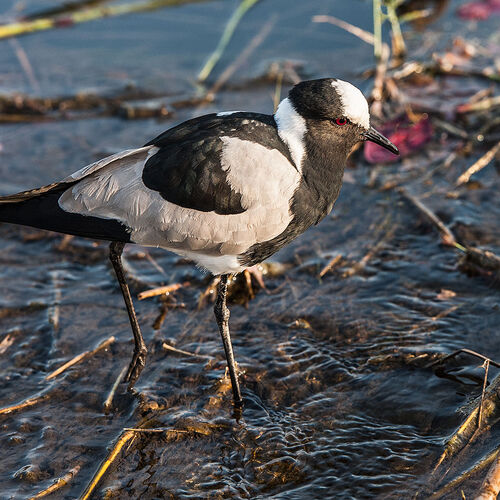 Blacksmith Lapwing (Vanellus armatus)