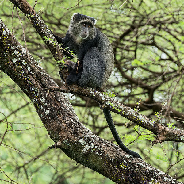 Blue Monkey (Cercopithecus mitis)