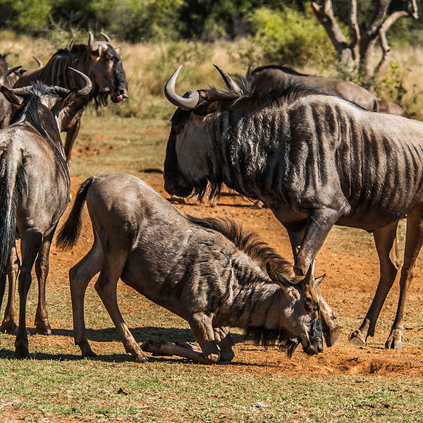 Blue Wildebeest (Connochaetes taurinus)