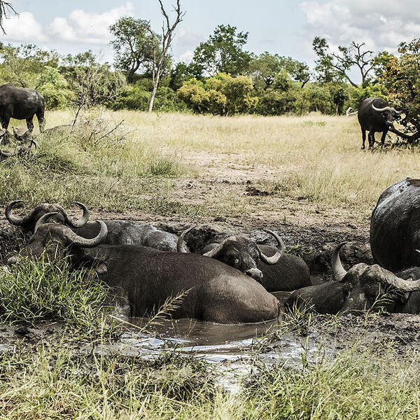 Cape Buffalo (Syncerus caffer)