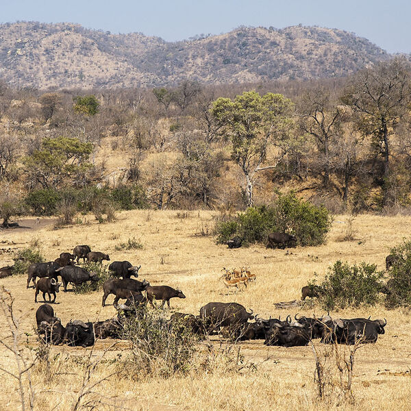 Cape Buffalo (Syncerus caffer)