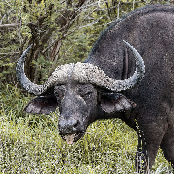 Cape Buffalo (Syncerus caffer)