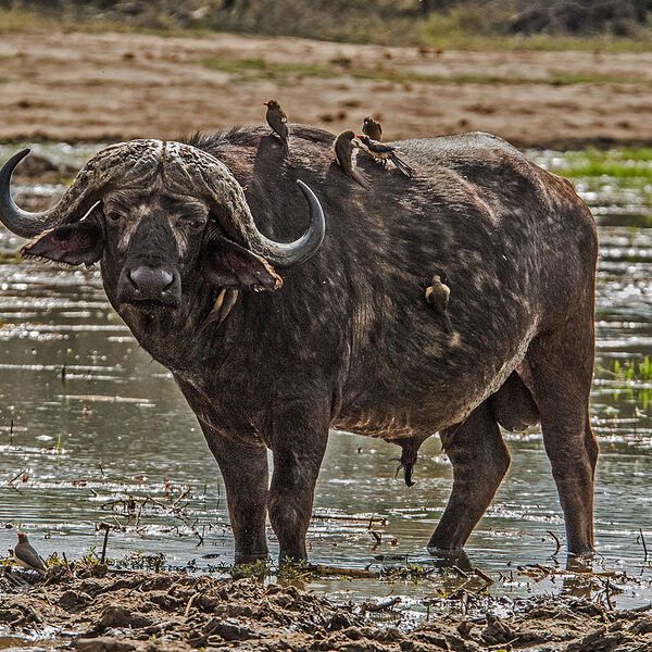 Cape Buffalo (Syncerus caffer)