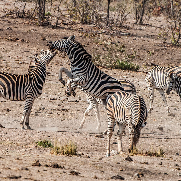 Burchell's Zebra (Equus quagga burchelli)