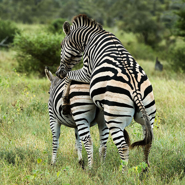 Burchell's Zebra (Equus quagga burchelli)
