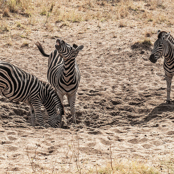 Burchell's Zebra (Equus quagga burchelli)