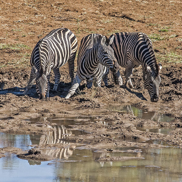 Burchell's Zebra (Equus quagga burchelli)