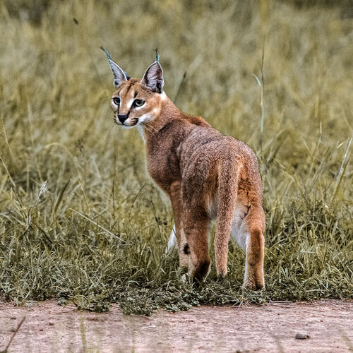 Caracal (Caracal caracal)