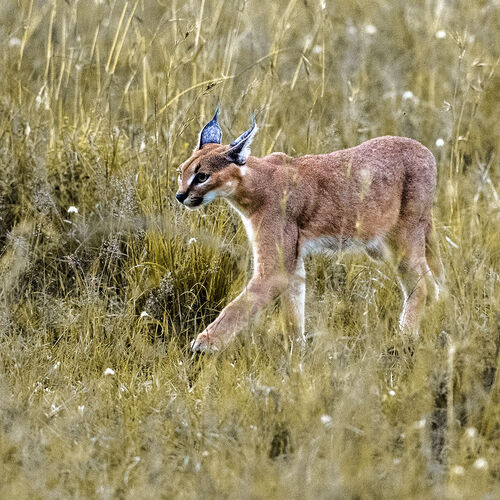 Caracal (Caracal caracal)