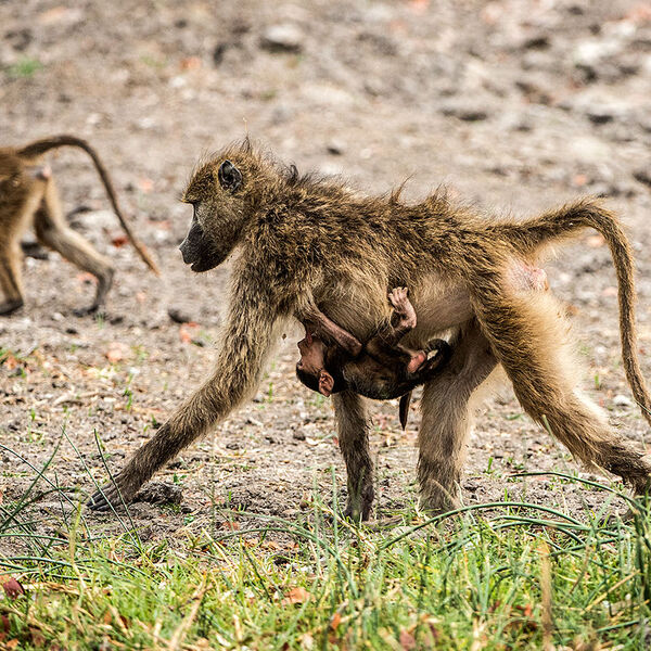 Chacma Baboon (Papio ursinus)