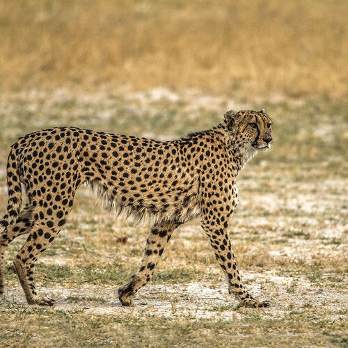 Cheetah (Acinonyx jubatus)
