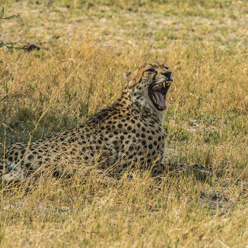 Cheetah (Acinonyx jubatus)
