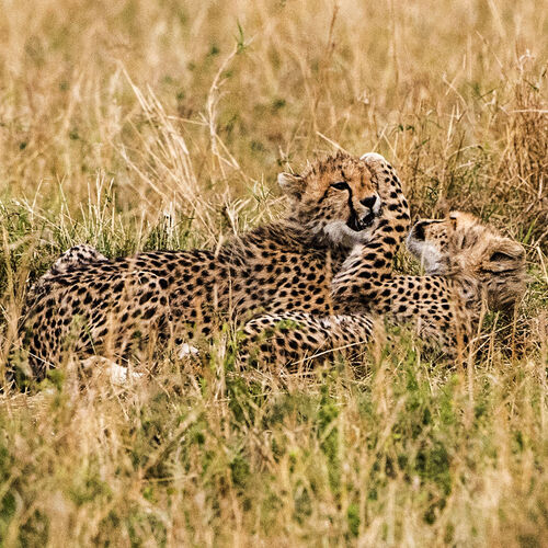 Cheetah (Acinonyx jubatus)