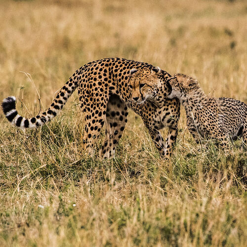 Cheetah (Acinonyx jubatus)