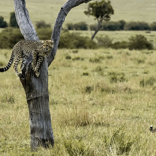 Cheetah (Acinonyx jubatus)