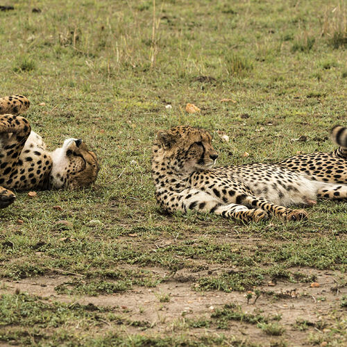 Cheetah (Acinonyx jubatus)