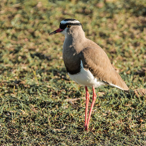 Crowned Lapwing (Vanellus coronatus)