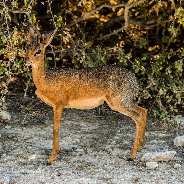 Damara Dik-dik (Madoqua kirkii)