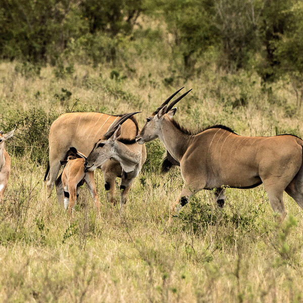 Eland (Taurotragus oryx)
