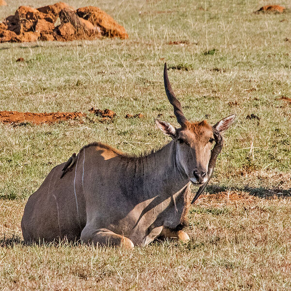 Eland