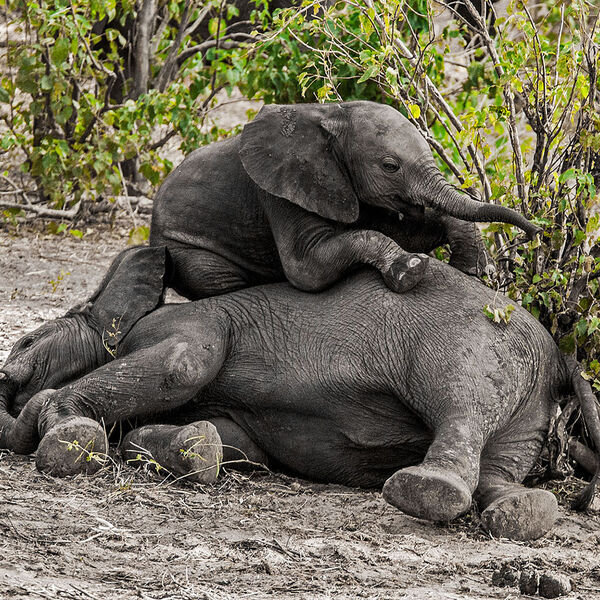 African Elephant (Loxodonta africana)